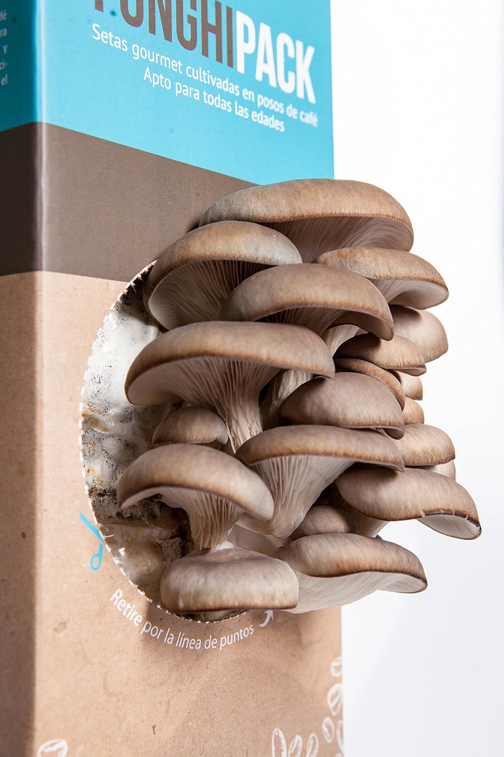 Funghipack-Kit de cultivo de setas sobre posos de café: Amazon.es ...