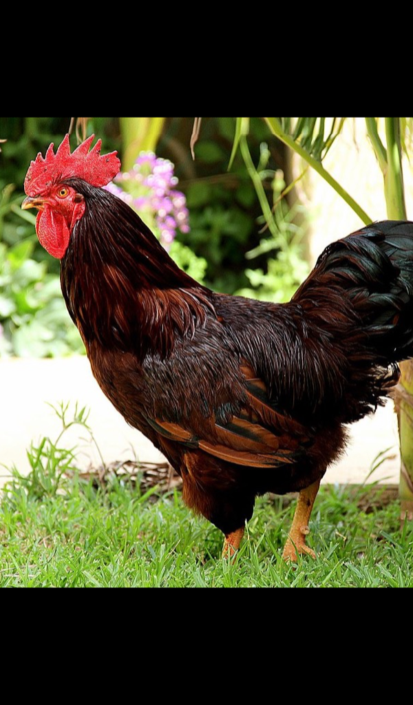 rooster Wallpaper HD Wallpapers of roosters! Amazon.ca Apps for