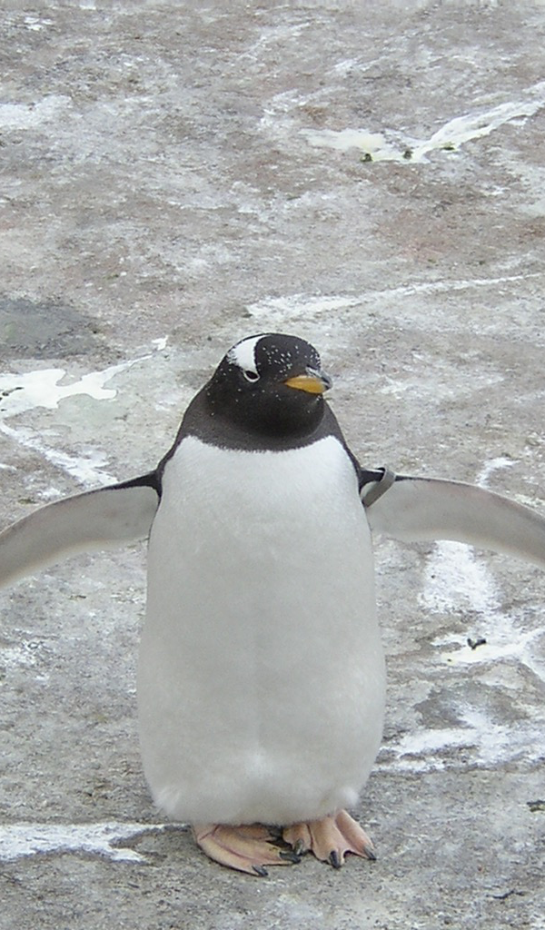 gentoo penguin Wallpaper – HD Wallpapers of gentoo penguins!: Amazon