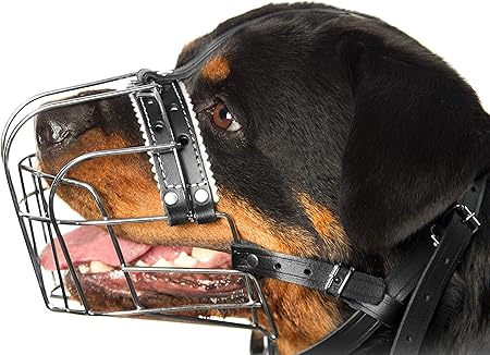 rottweiler with muzzle