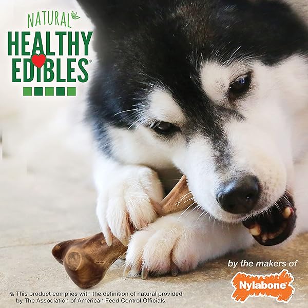 NYLABONE HEALTHY EDIBLES WILD NATURAL LONG LASTING CHEWS, BONE CHEW TREATS FOR DOGS, BISON FLAVOR, LARGE (1 COUNT)