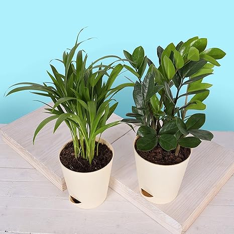 Ugaoo Air Purifier Indoor Plants for Home with Pots- Areca Palm & ZZ Plant