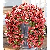 HyeFlora Bougainvillea Artificial Hanging Flowers Plants for Outdoors Decoration, 2pcs Faux Bougainvillea Vines Red Fake Flowers Realistic UV Resistant Silk Flowers for Outside Planter Yard Urn Patio