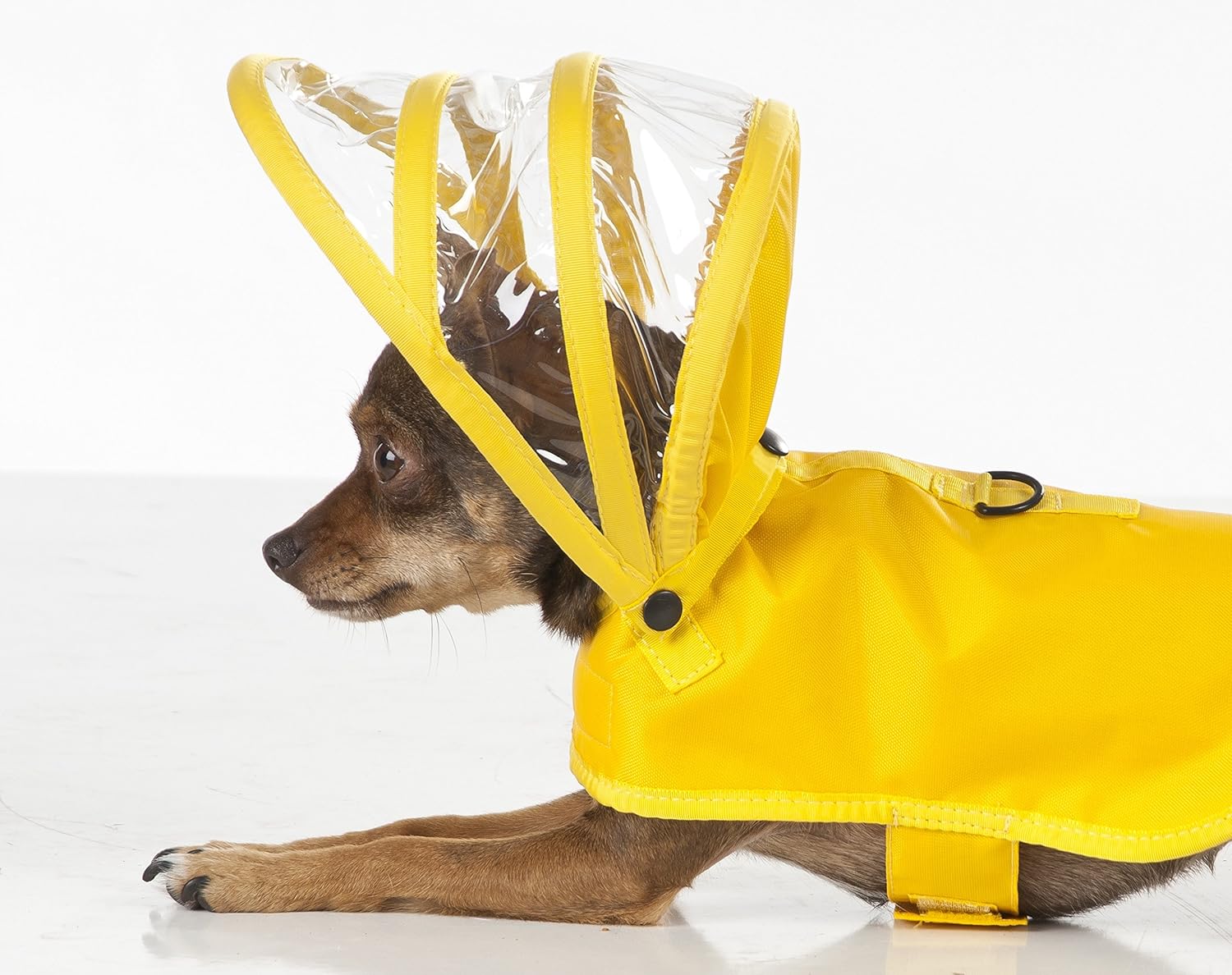 Push Pushi Rainbow Line Dog Raincoat Yellow Kitchen