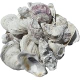 Natural Oyster Shells - 20 Pieces, 3.75-5 Inches Each - Craft & Home Decor Seashells - View #5