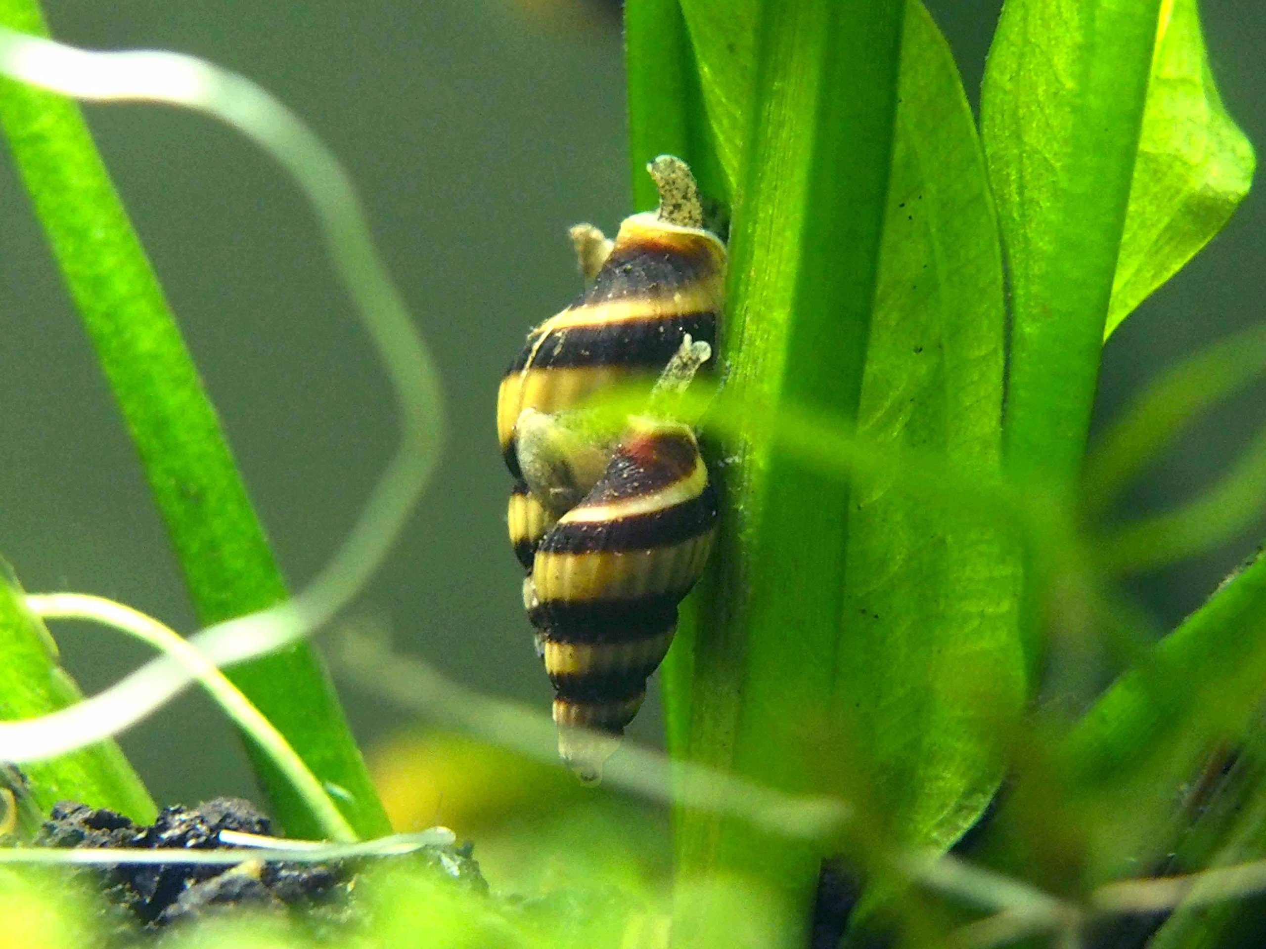 1 Live Assassin Snail (Clea helena 1/2 to 1 inch) Removes All Pest