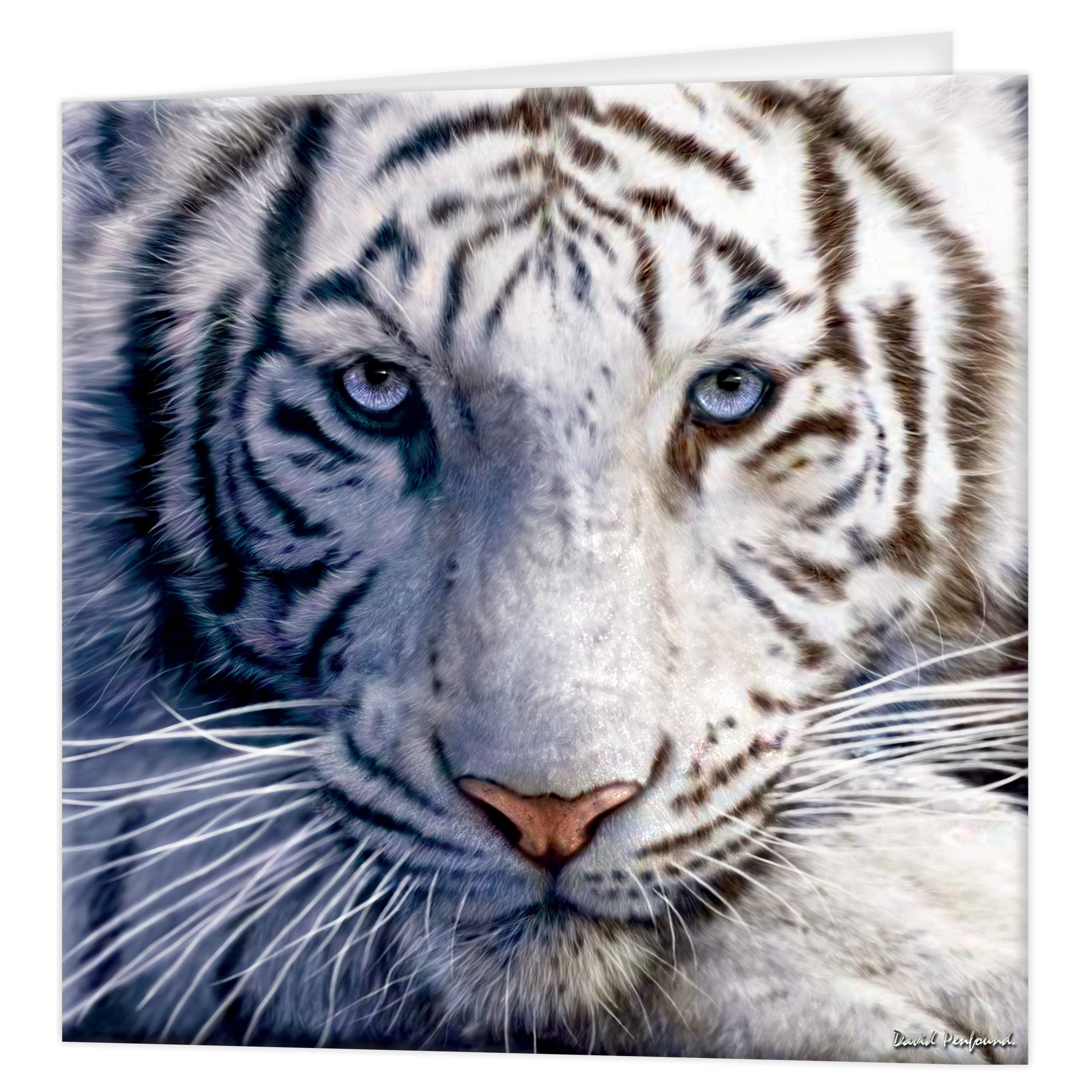 3D LiveLife Greeting Card - White Tiger Repose from Deluxebase. Lenticular 3D Blank Greeting Cards with Envelopes. Tiger All Occasion Greeting Cards featuring Original Artwork by David Penfound.