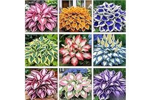 200+ Mixed Hosta Seeds, Premium Multicolored Perennial Plants, Shade-Loving for Garden Beds & Containers
