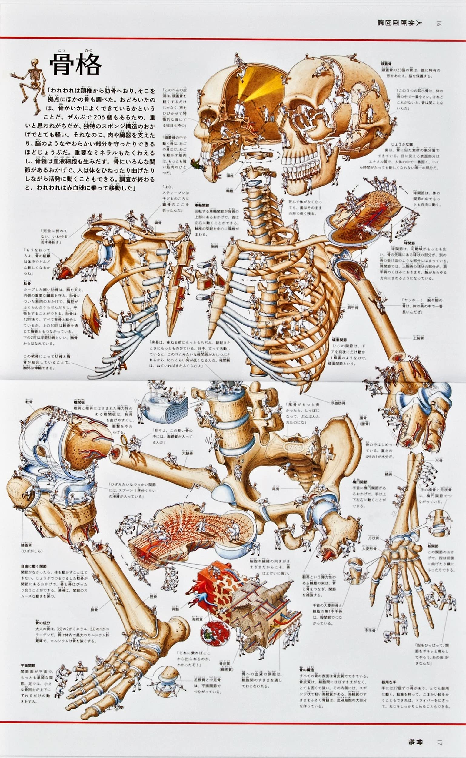 人体 で 一 番 小さい 骨 人体で最も小さい骨 あぶみ骨 と最も小さい筋肉 あぶみ骨筋 とは Stg Origin Aegpresents Com