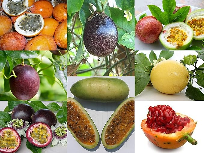 M-Tech Gardens Rare Passion fruit Exotic Varieties | (Black Passion-Fruit) | 1 Live Plant in Polybag
