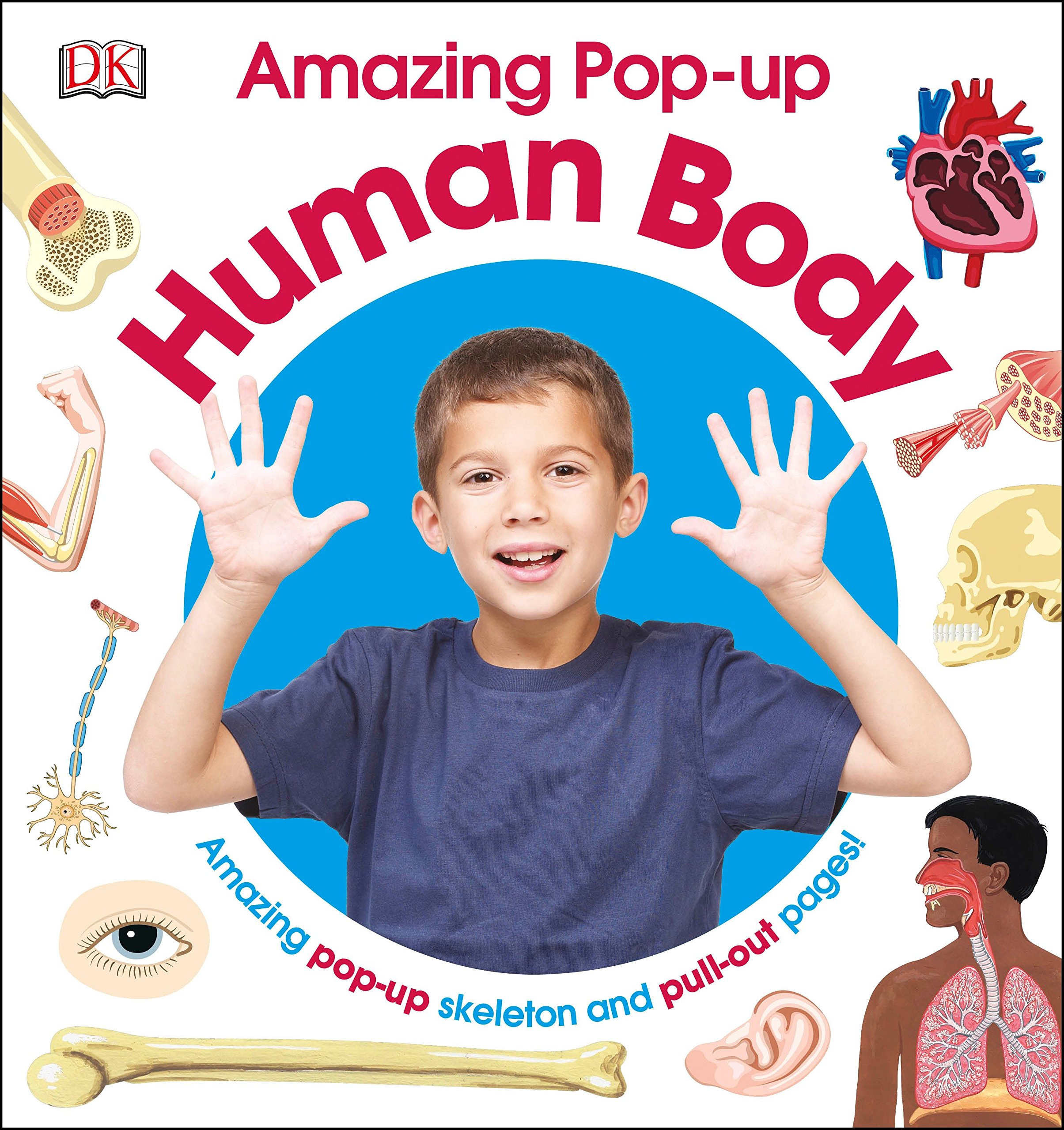 Amazing Pop Up Human Body Amazing Pop Up Skeleton And Pull - 