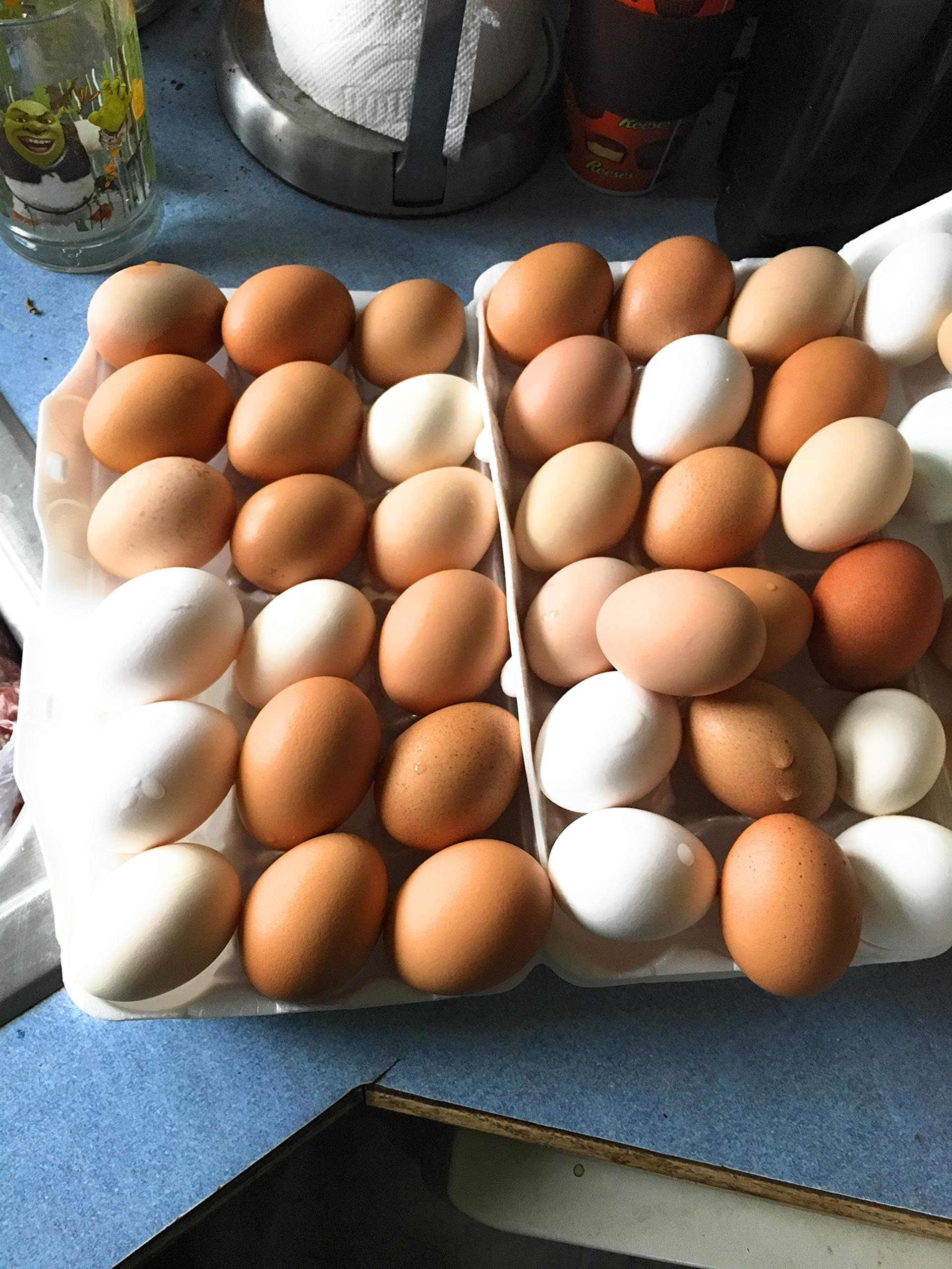 MH Farm 24 + Fertile Hatching Eggs Chicken Eggs