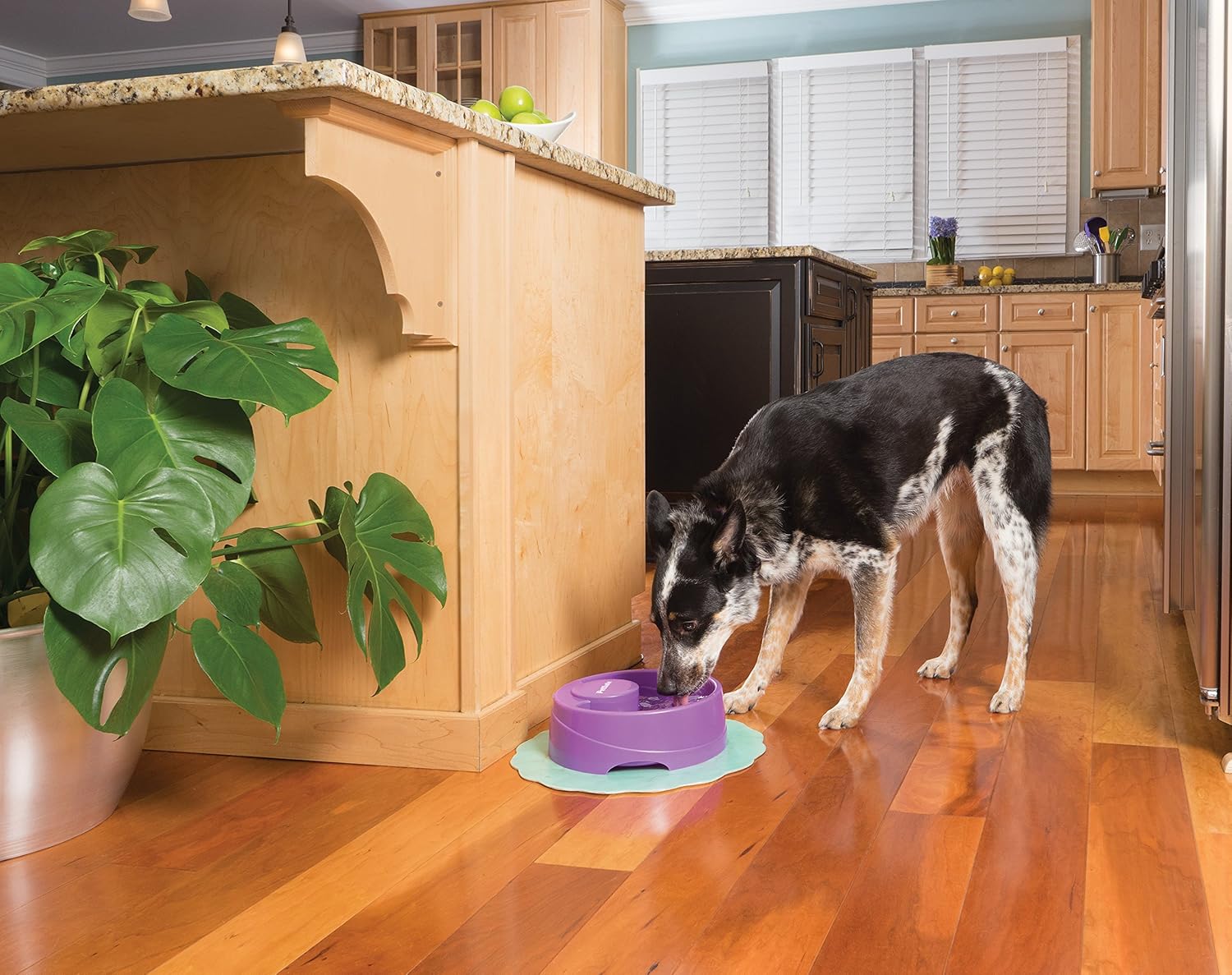 petsafe current circulating pet fountain