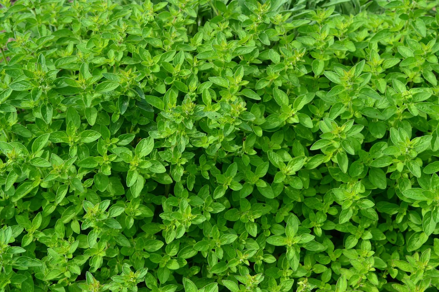 PREMIER SEEDS DIRECT Oregano Italian - Origanum VULGARE - 2000 Seeds - Organic, Green
