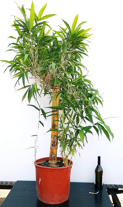 Bambu Da Appartamento Gigante Pianta Vera Amazon It Giardino E Giardinaggio