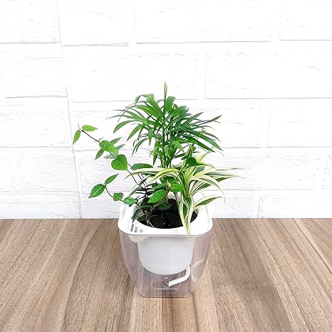 Amazon Co Jp ミドリエ シリーズ 土を超える土壌 パフカル 寄せ植え 観葉植物 底面給水ポット Easy Pot A テーブルヤシ ホーム キッチン