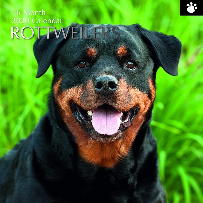 2020 Calendrier Mural Calendrier Rottweiler, 30 x 30 CM