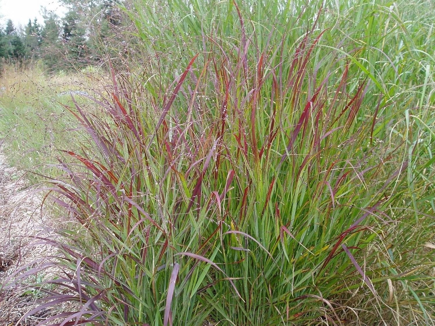 25 graines de RED switchgrass Seeds 'Shenandoah' Panicum virgatum