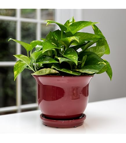 Amazon.com: Garden & Home Red 6 Inch Indoor Ceramic Plant Pot with