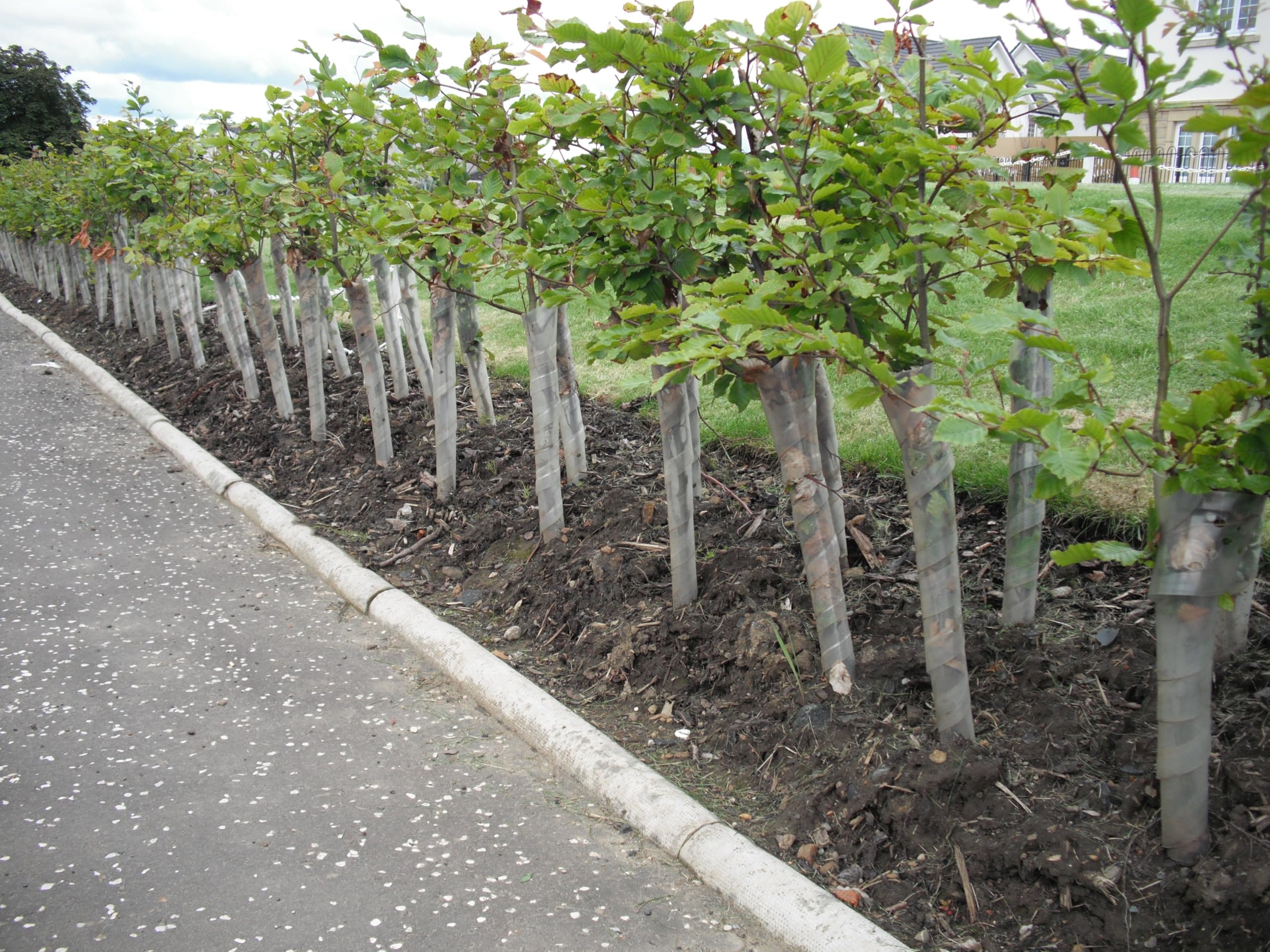 100 Spiral Guards to Protect Your Hedge Plants and saplings from Rabbits, Hare and strimmers!