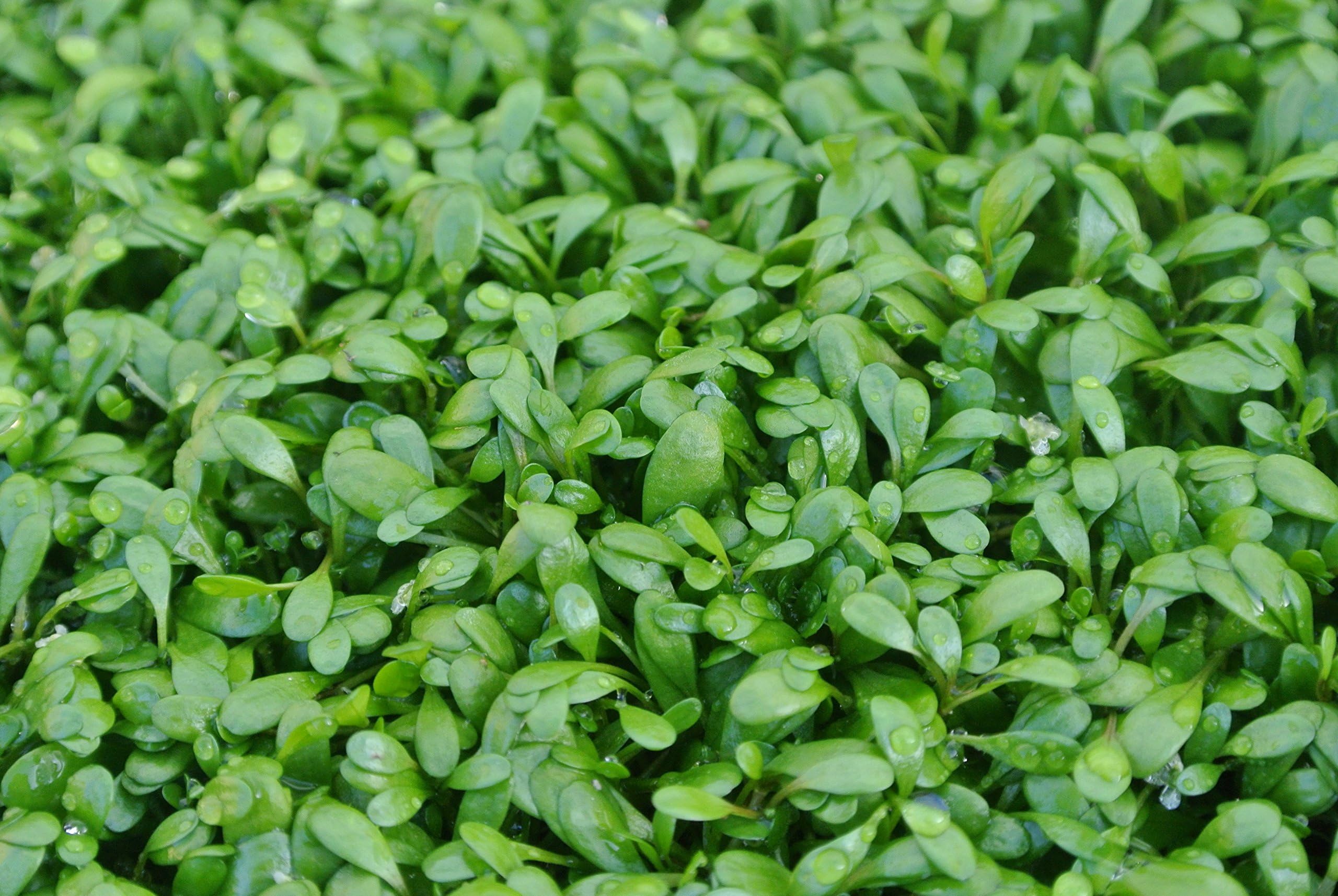 PearlingPlants, Freshwater, Live Aquarium Plants Glosso, Glossostigma Elatinoides