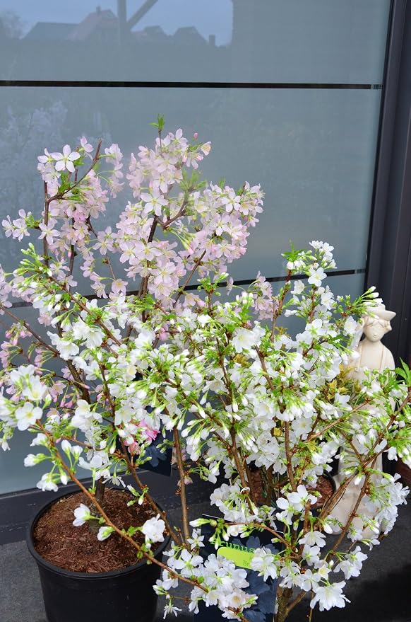 Japonés Cerezo ornamental Prunus kurilensis Rubí 60-80 cm de alto ...