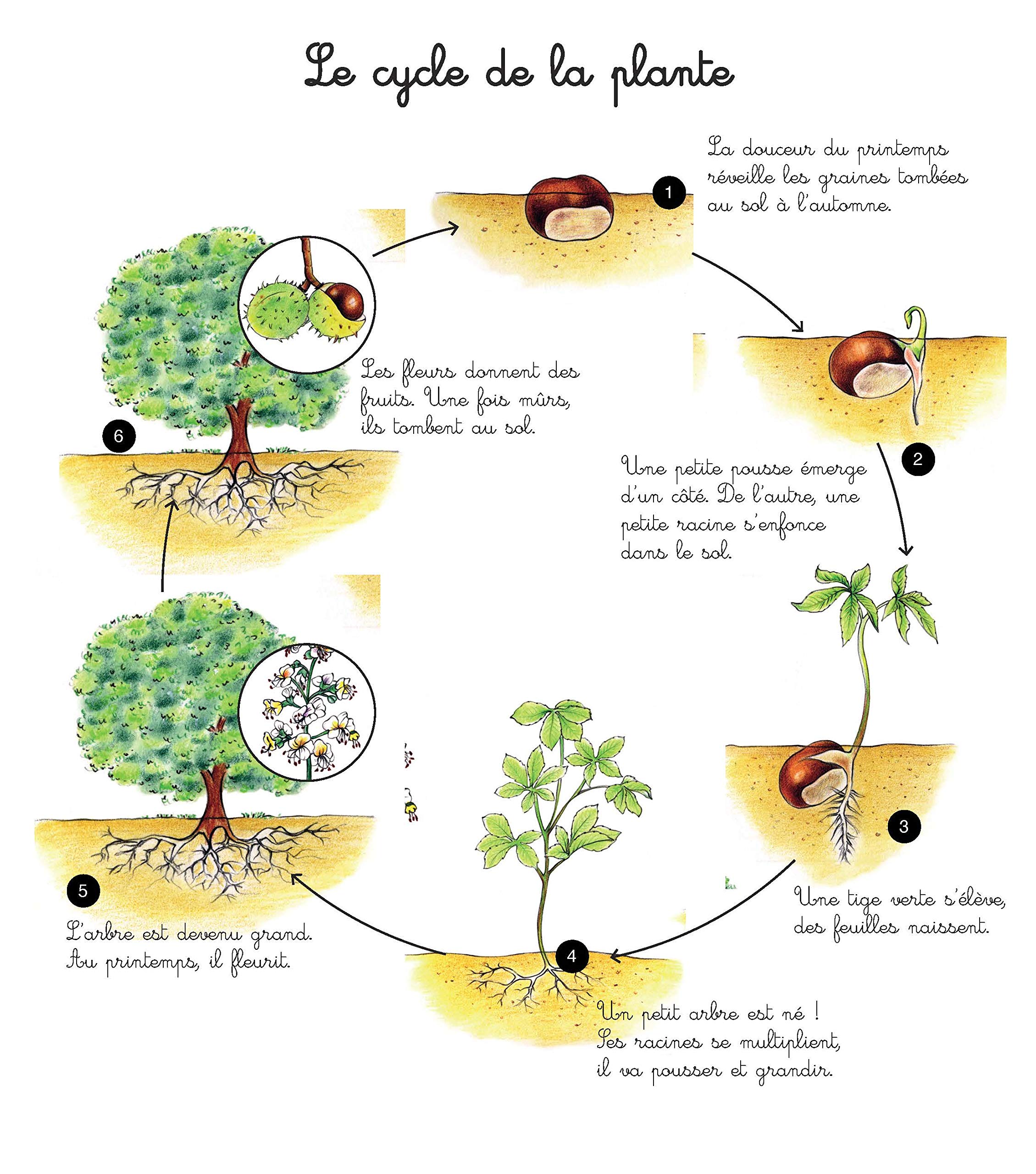Ma Pochette Montessori La Nature Charneau Adeline Rocchi Roberta Amazon Com Books