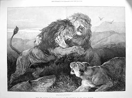 1873 Tigri Dei Leoni Degli Animali Selvatici Che Combattono Heywood Resistente Amazon It Casa E Cucina