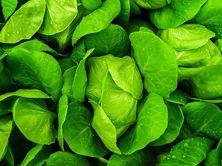 Creative Farmer Vegetable Seeds Lactuca Sativa Seeds - Lettuce Green ?Seeds Selective Breeding Seeds All Season Home Garden Seeds