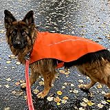 Mile High Life Dog Raincoat Adjustable Waterproof Reflective Stripe XS Orange view 5