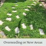 Garden Lawncare Guy Micro Clover Seed UK Pipolina - Ground Cover 15m2 view 4