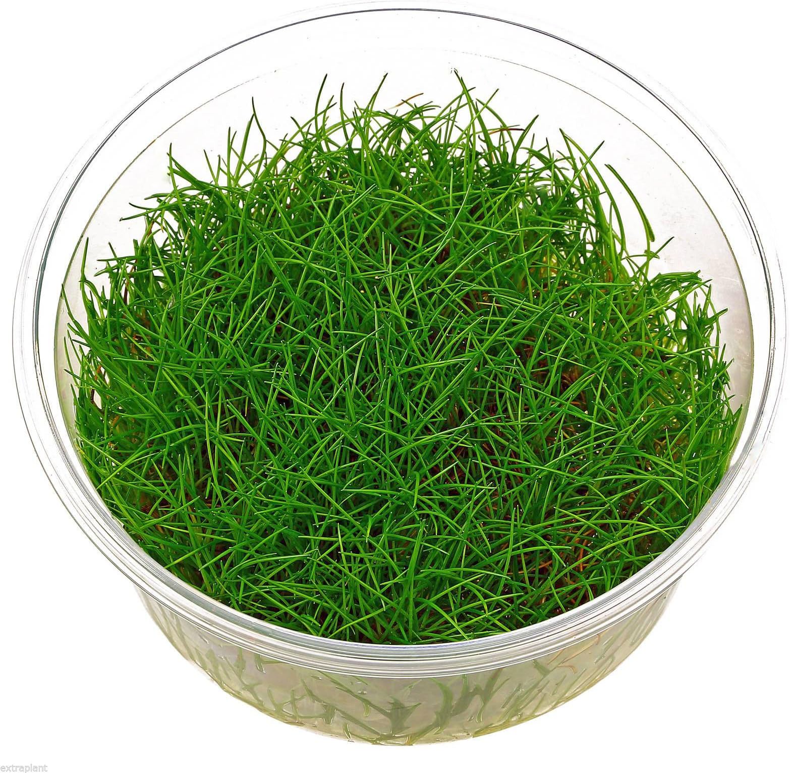 Eleocharis sp Mini in Tissue Culture Dwarf Hairgrass Fresh Live Aquarium Plants