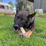 Nylabone Dura Chew Extreme Tough Dog Chew Toy X Large for Over 23 kg view 7