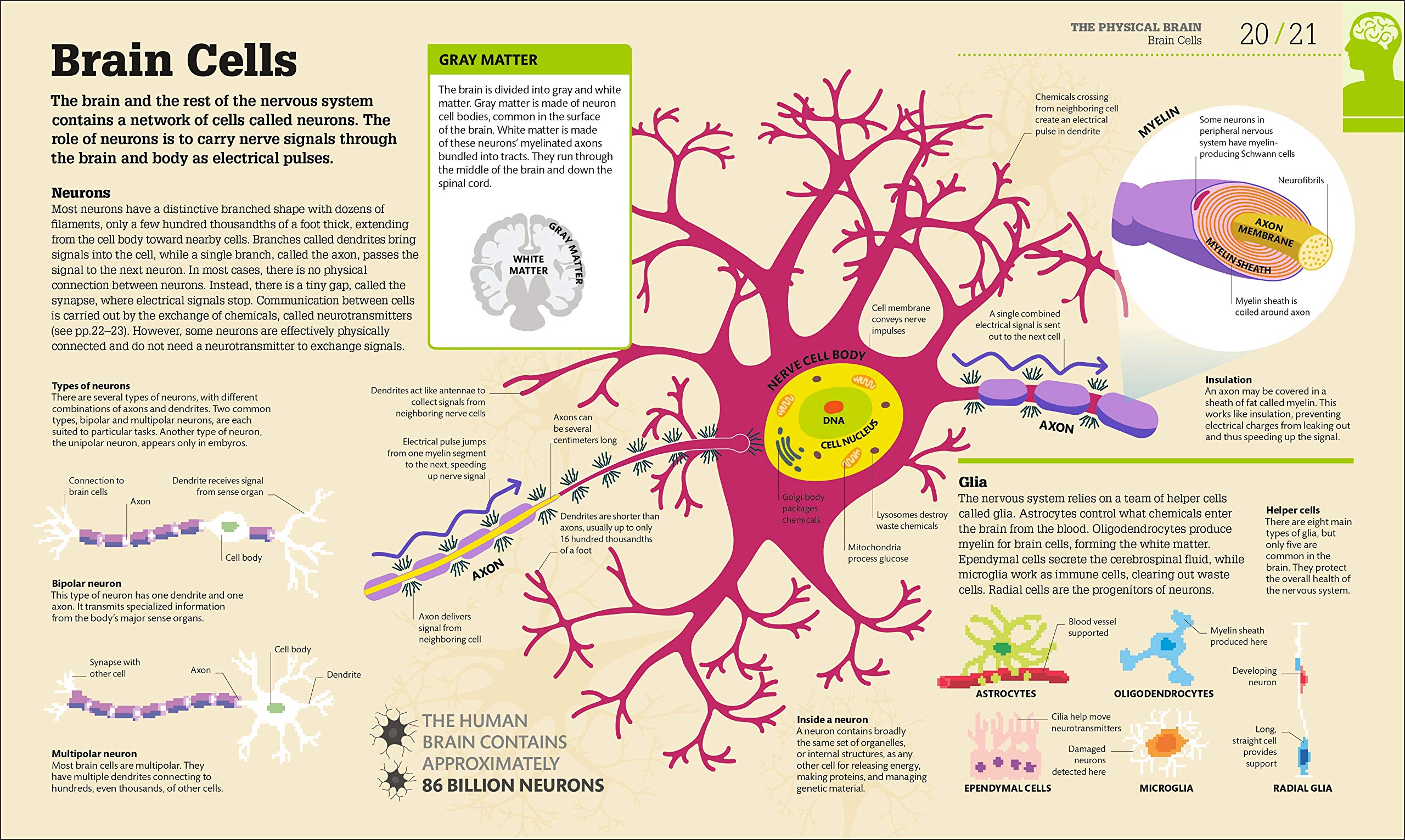 How the Brain Works: The Facts Visually Explained (DK How Stuff Works)