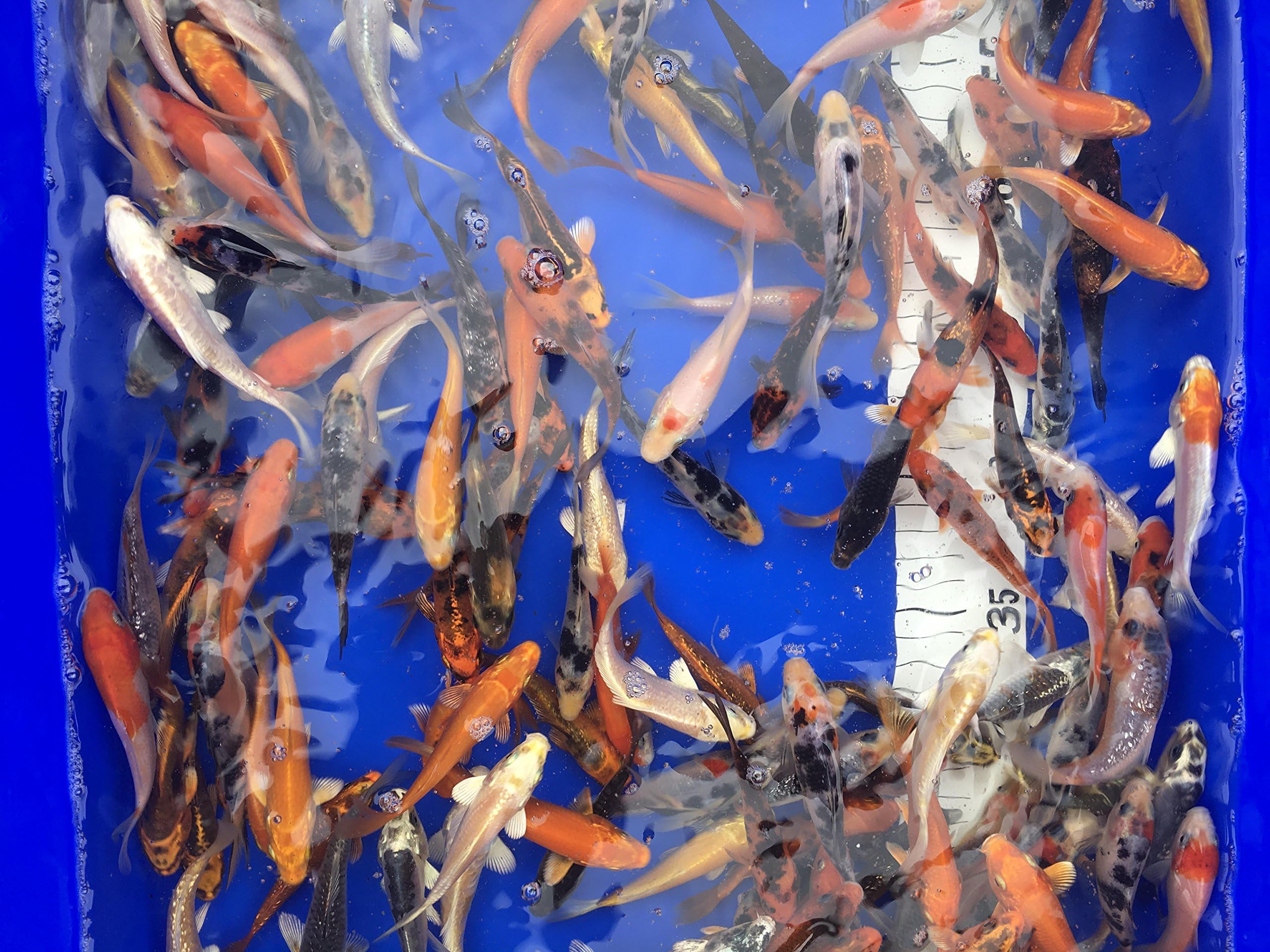 Crewe Koi Live Koi Carp 3"-4" Very healthy and friendly Koi Hand Feeding-Live Fish-Pond Fish (15)