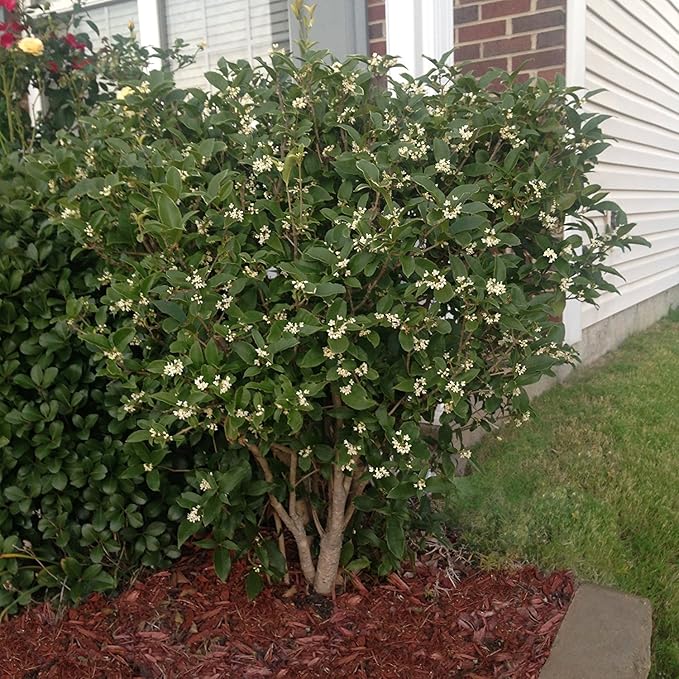 Sweet Olive aka Osmanthus fragrans Live Plant