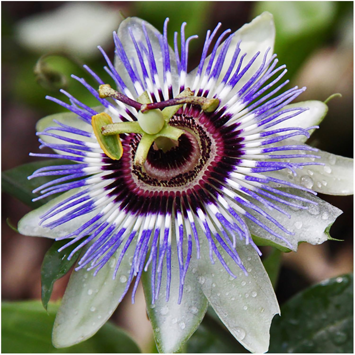 Purple Passion Flower Images Top Collection Of Different Types Of Flowers In The Images Hd
