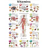Blue Tree Publishing Vitamin and Anatomy Education (Poster, 12 * 17)