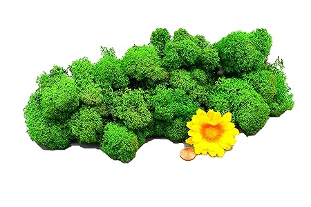 Muwse Islandmoos 1AV 50g Grün vorgereinig, präpariert & gefärbt! Weich, lichtecht & haltbar! Dekomoos Floristikmoos Bastelmoo