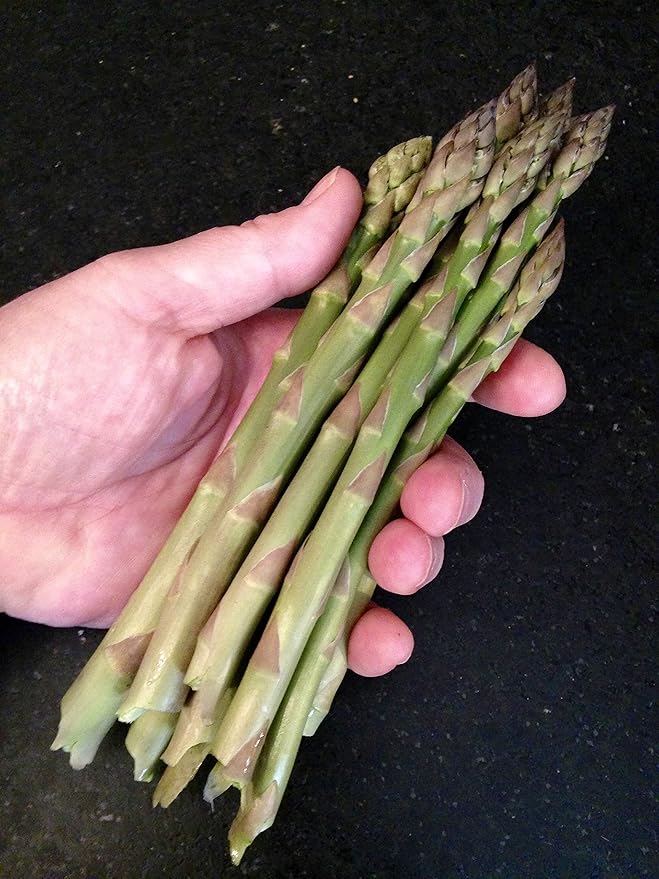 Amazon Co Jp 健康野菜 グリーンアスパラガス大株 1株入パック 2個 春が植え時の人気野菜 即出荷 送料込み価格 Diy Tools Garden