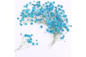 LYFORTZY 30 Branches Lake Blue Pressed Flowers Bulk Dried Flower Kit for Resin , Dried Babys Breath Flower Natural with Tweezer for Crafts Christmas DIY Gift Scrapbooking Photo Props.