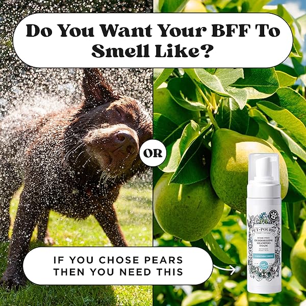 POO-POURRI RINSE-FREE DEODORIZING DRY SHAMPOO FOR DOGS & CATS – MOISTURIZING SKIN & COAT SOOTHING FORMULA – PLANT BASED INGREDIENTS – PINEAPPLE, JASMINE & PEAR – NO RINSE FOAM SHAMPOO FOR PET ODOR