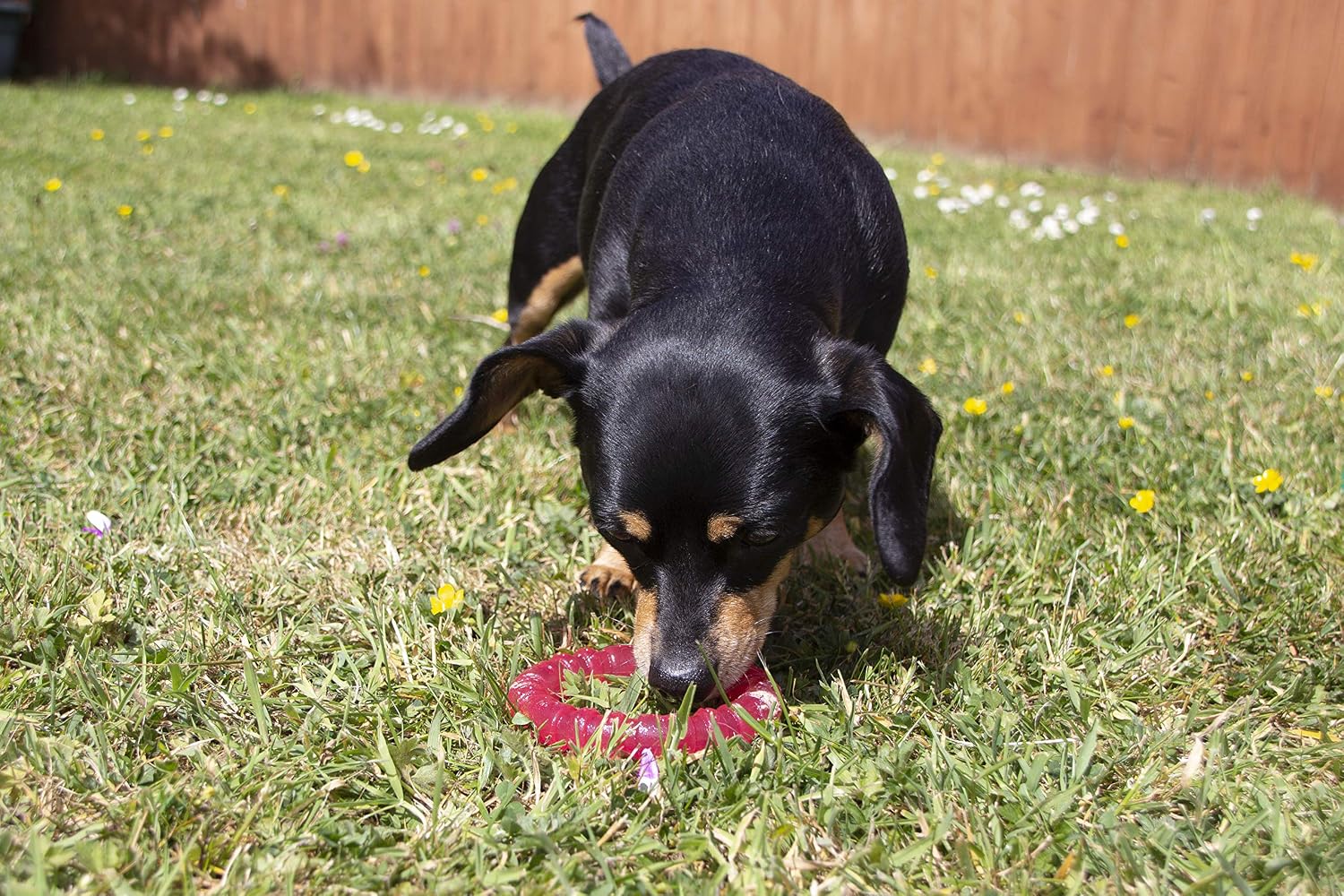 Rosewood BioSafe Puppy Ring, Hygienic Chew Toy for Puppies Antimicrobial, Soothes Teething, Mint Scented - Image 5