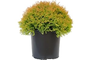 Green Promise Farms Thuja OCCIDENTALIS `FIRE Chief` (Globe Arborbitae) Evergreen, #3 Size Container, Orange Foliage