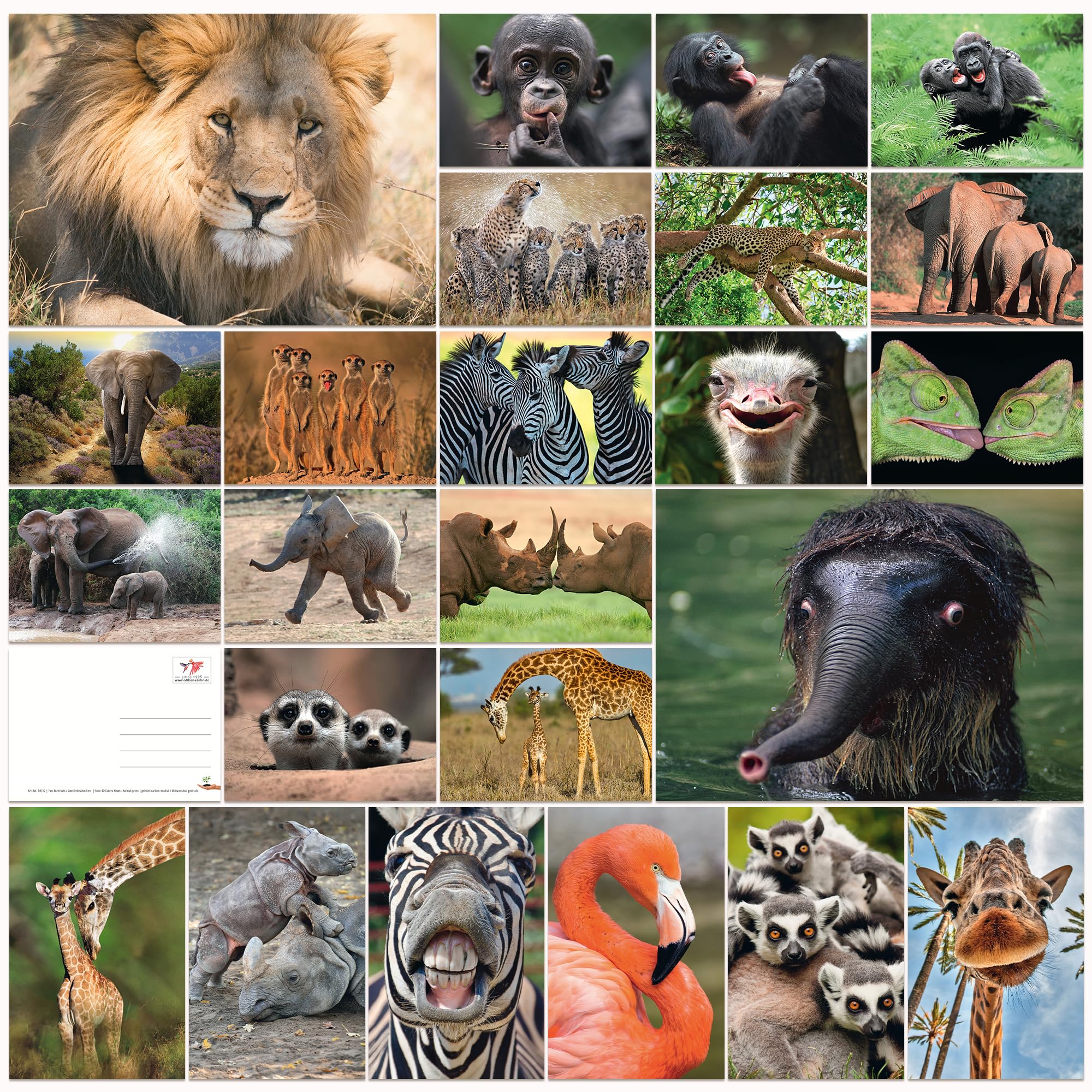 Edition Colibri 24 Animals from Africa Postcard Set (24 Different Animal Postcards) for Collectors, schools or Postcrossing