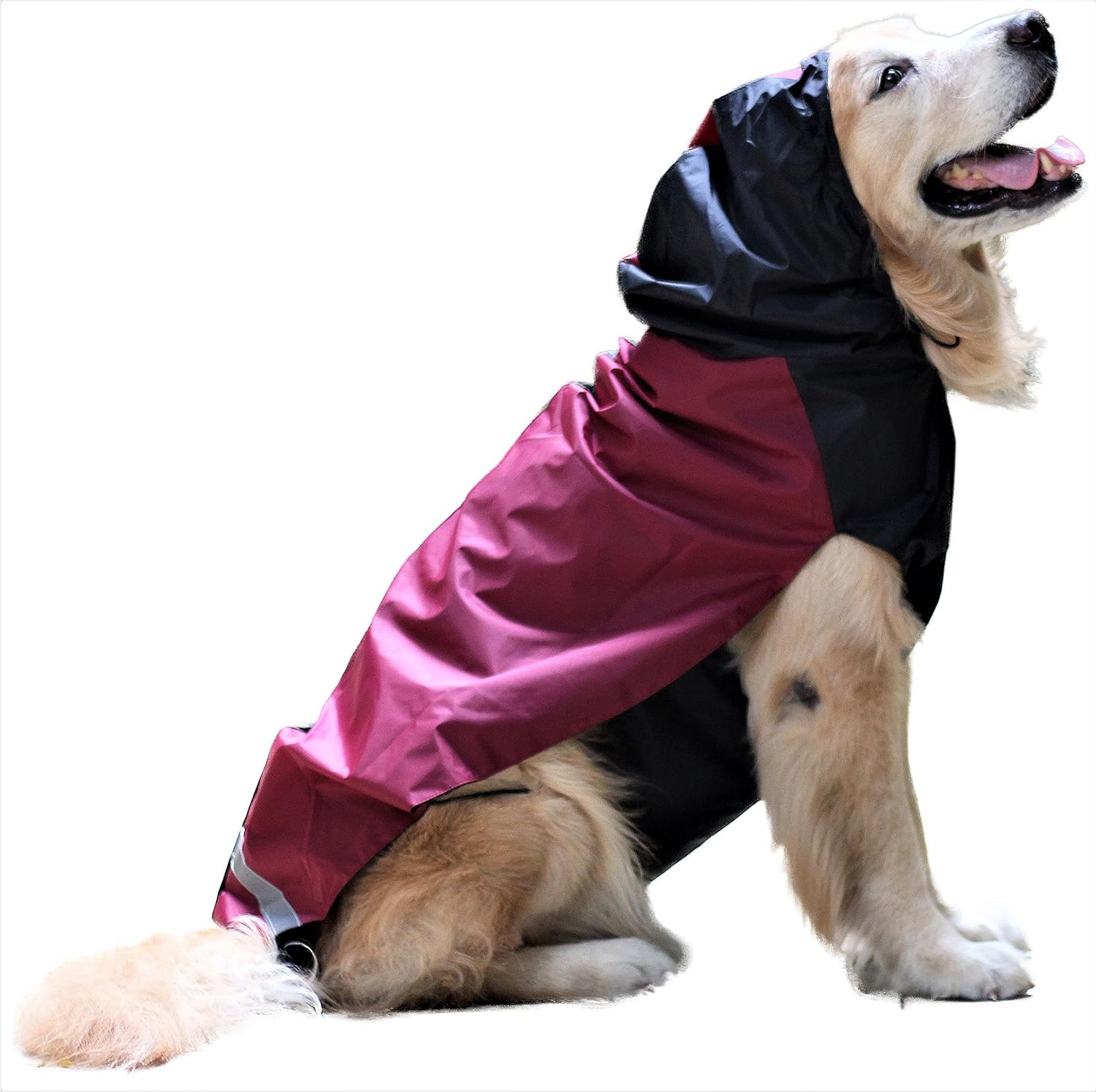 shih tzu raincoat
