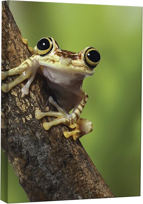 Amazon Co Jp Jpロンドンmcnv2307ツリーフロッグキッズレインフォレスト2インチ厚ヘビー級ギャラリーラップキャンバス 2フィート 3フィート Generic