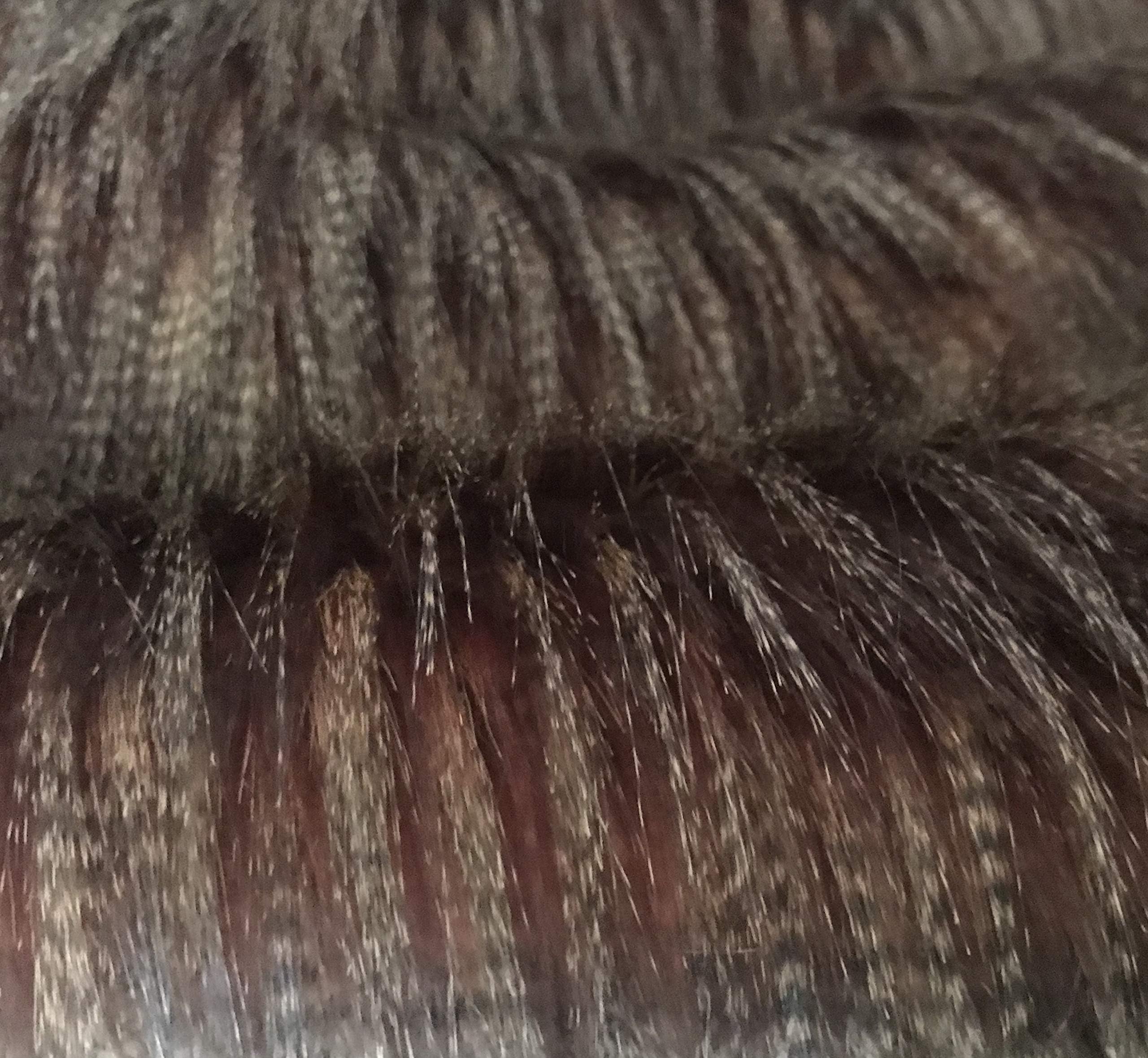 Bianna Luxury Faux Fur Fabric Piece for DIY Craft Project, Many Sizes and Colors! … (Fancy Brown Burgundy, 20x20 inches)