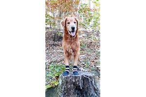 BARK BRITE All Weather Neoprene Paw Protector Dog Boots with Reflective Straps in 5 Sizes! (Black Large)