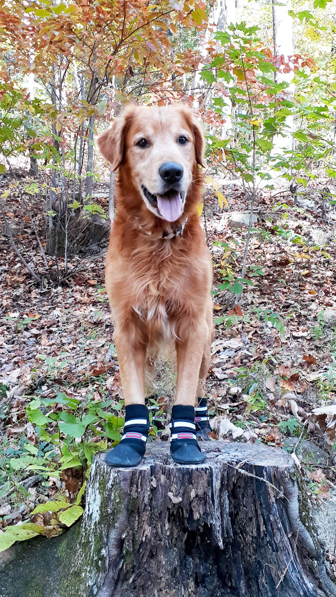 Bark Brite All Weather Neoprene Paw Protector Dog Boots With Reflective Straps- (Lg (3.5 In.)) Travel Zipper Case Included — image 1